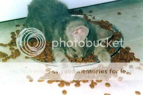 Accurate representation of WGA Hax during the holidays