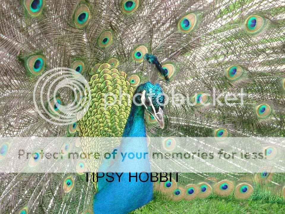 IMAGE: http://img38.photobucket.com/albums/v117/tipsyhobbit/DSCF06092.jpg